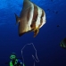batfish_longfin_jr_v_0705_png0353.jpg